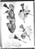 Symbolanthus pauciflorus image