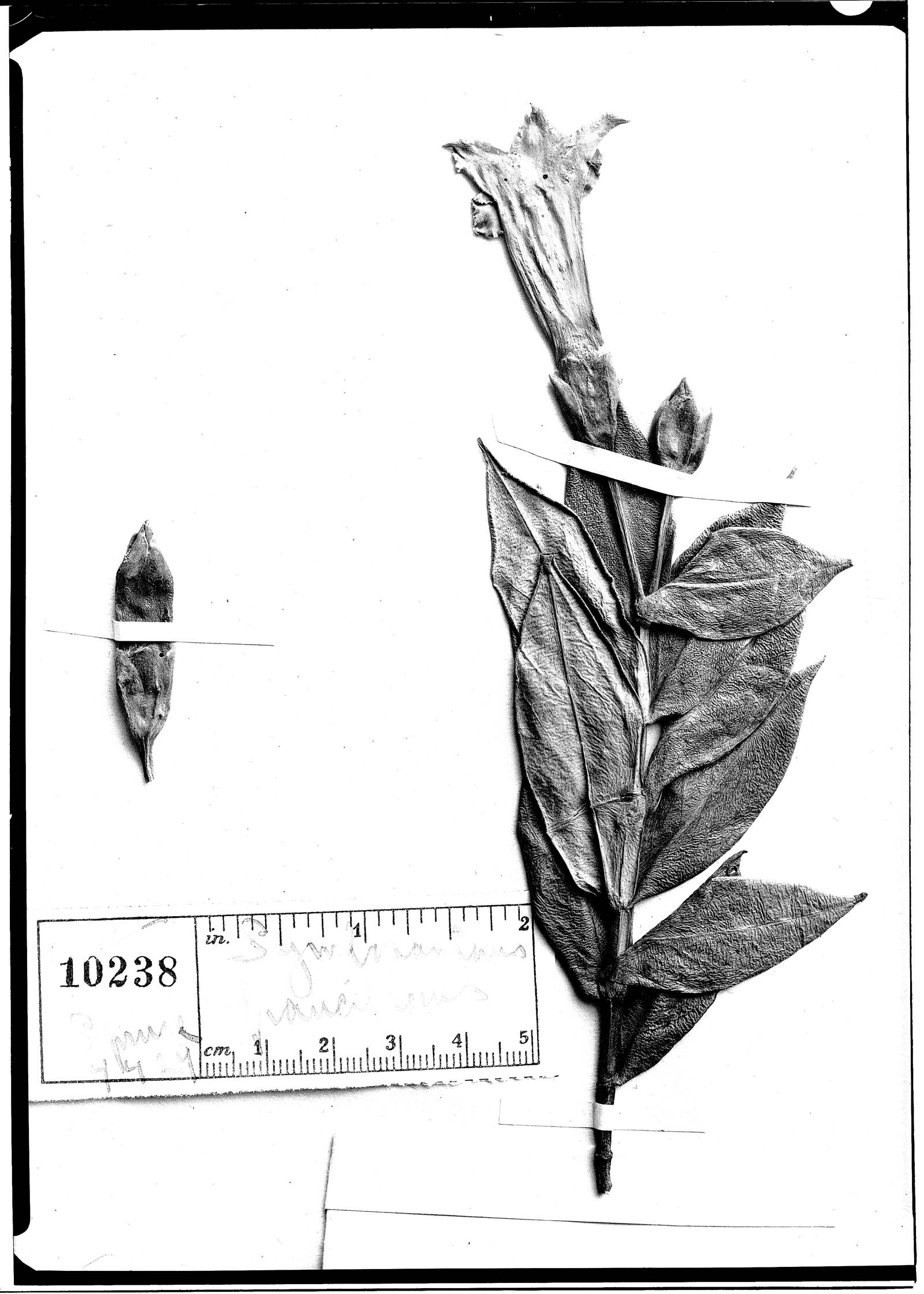 Symbolanthus pauciflorus image