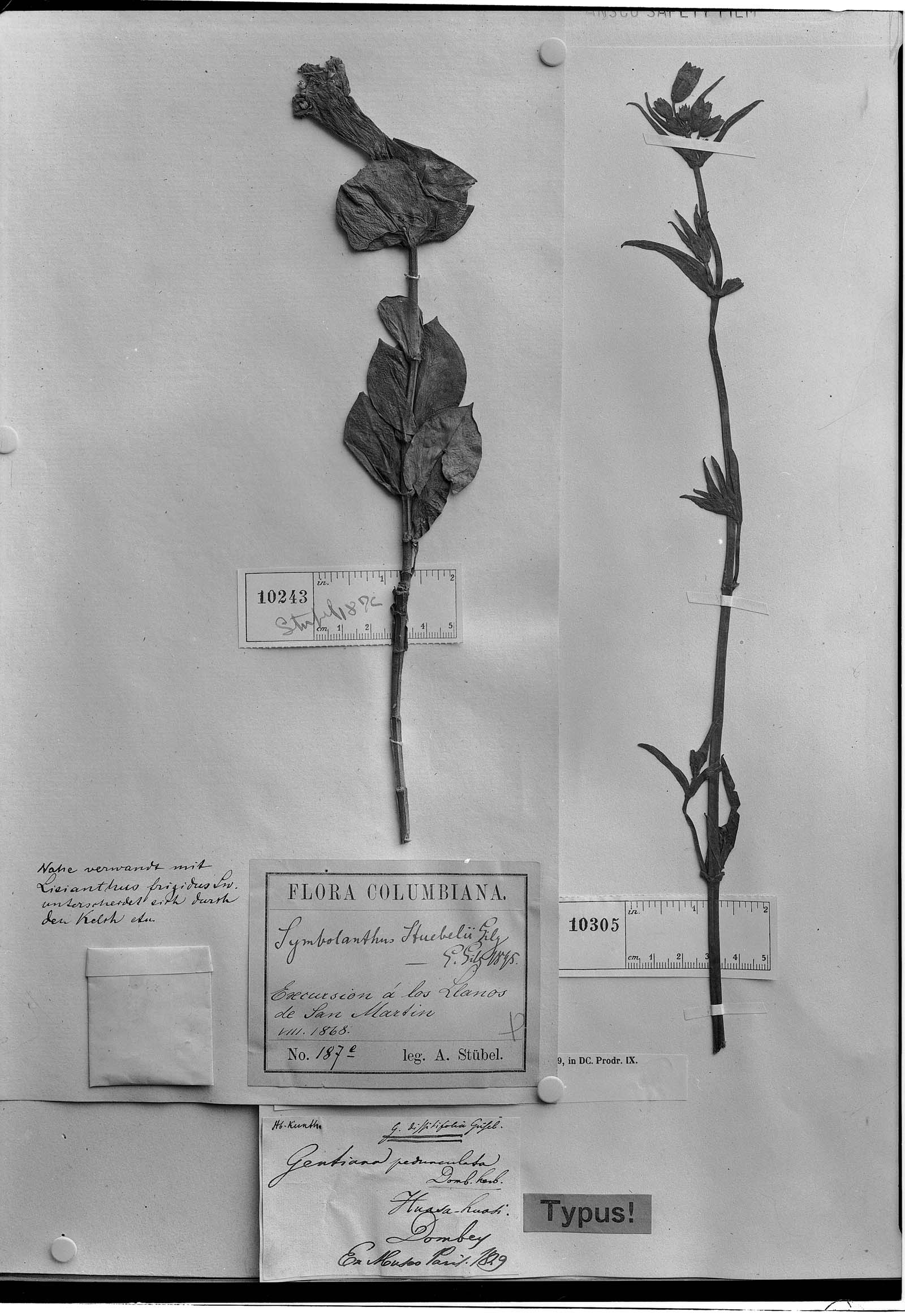 Symbolanthus stuebelii image