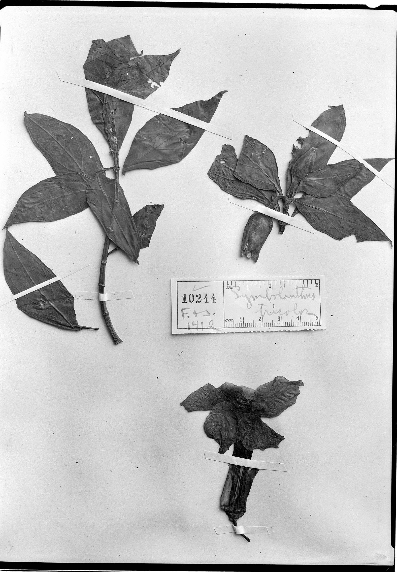 Symbolanthus tricolor image