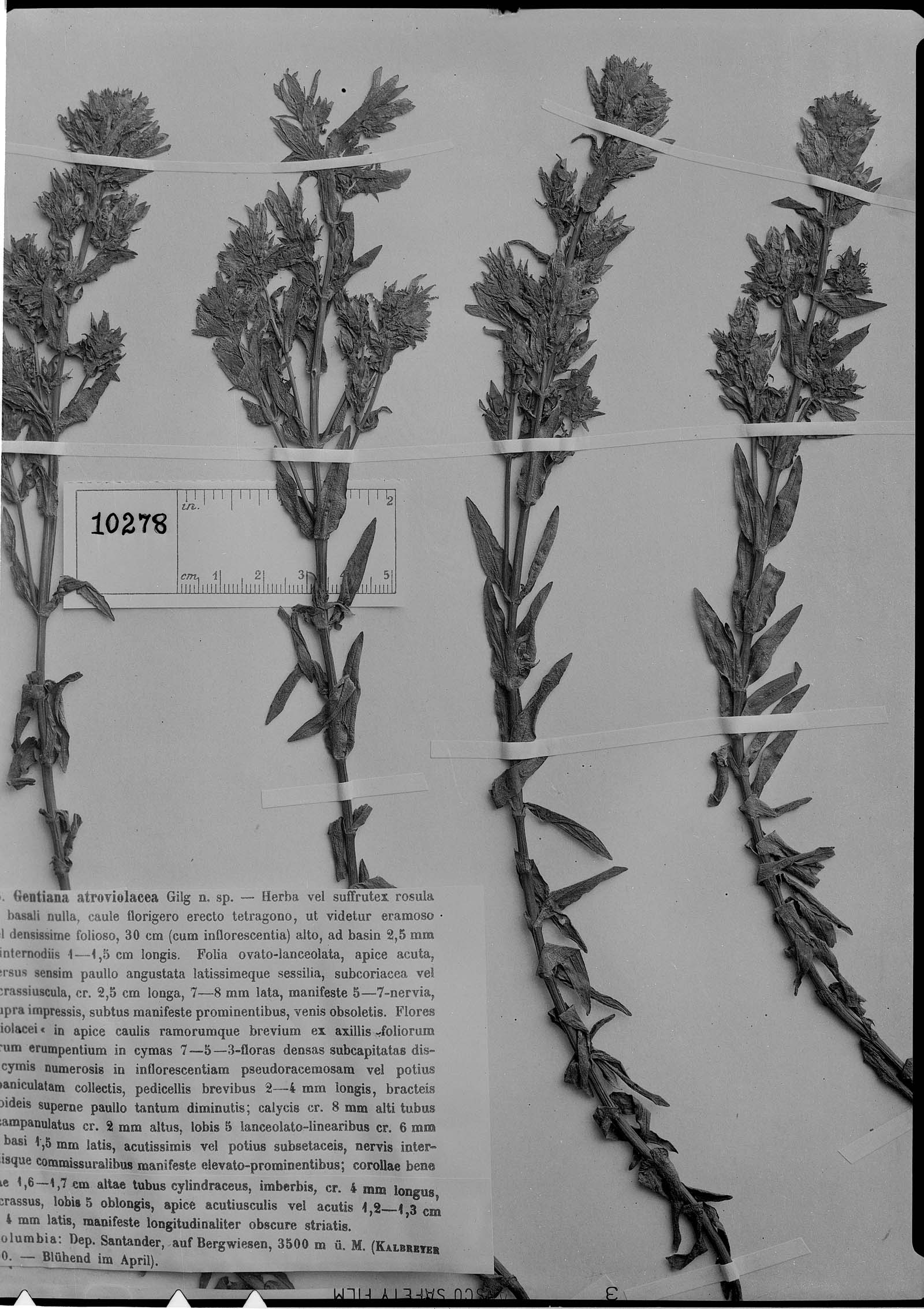Gentianella atroviolacea image