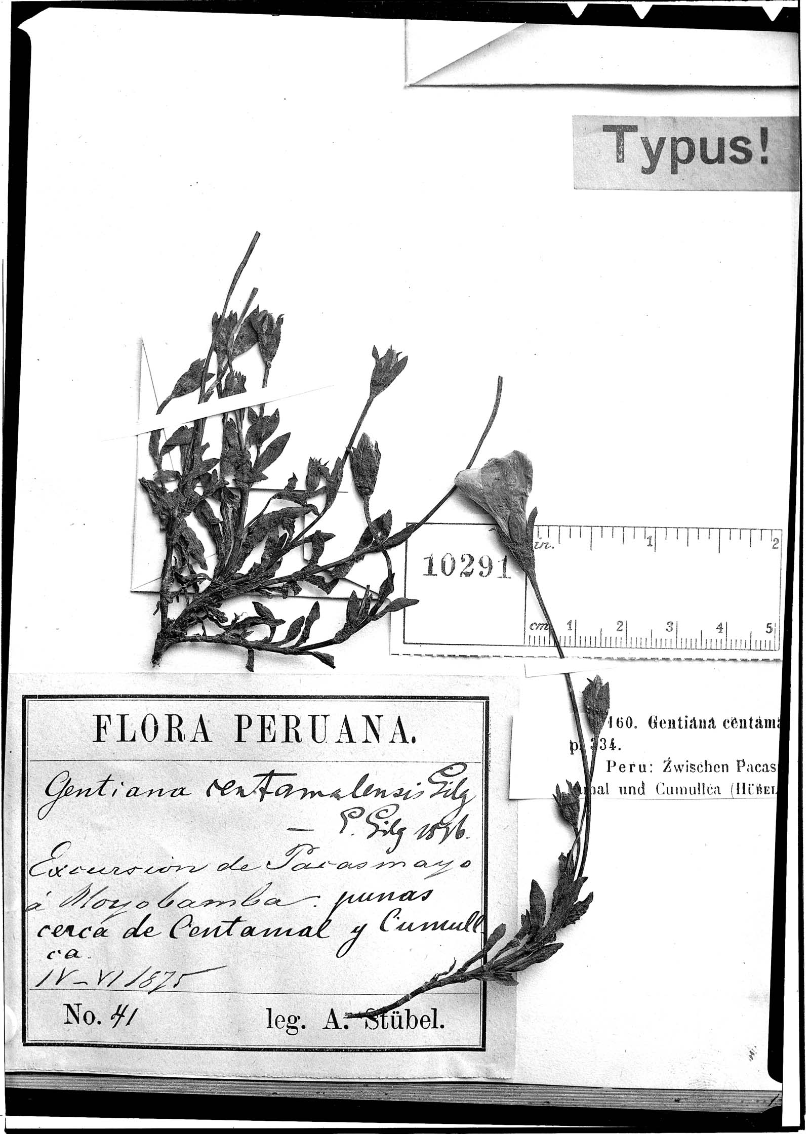 Gentianella centamalensis image