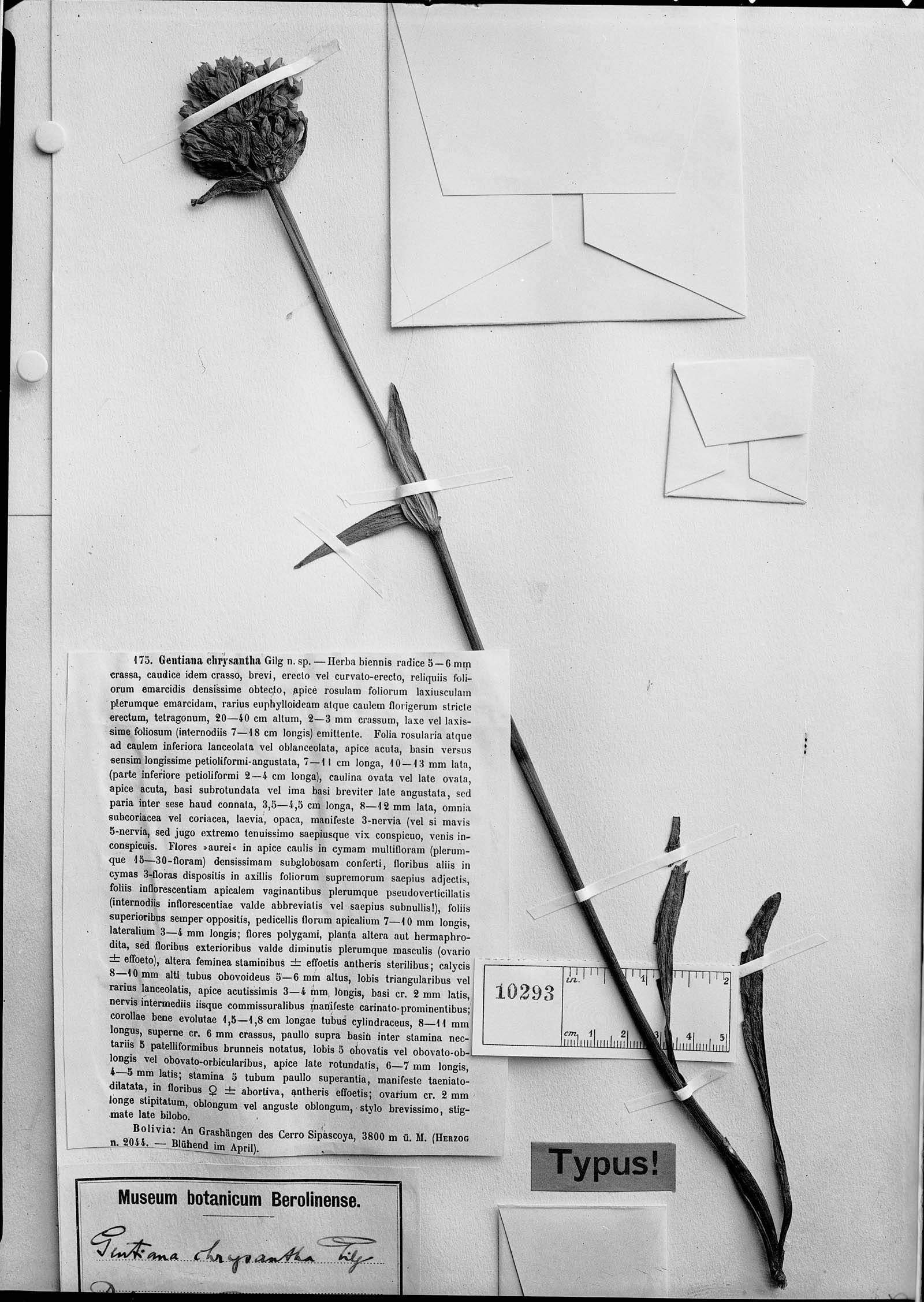 Gentianella chrysantha image