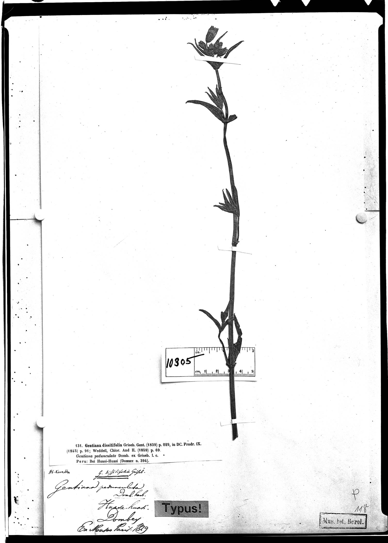 Gentiana dissitifolia image