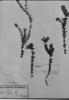 Gentianella dacrydioides image