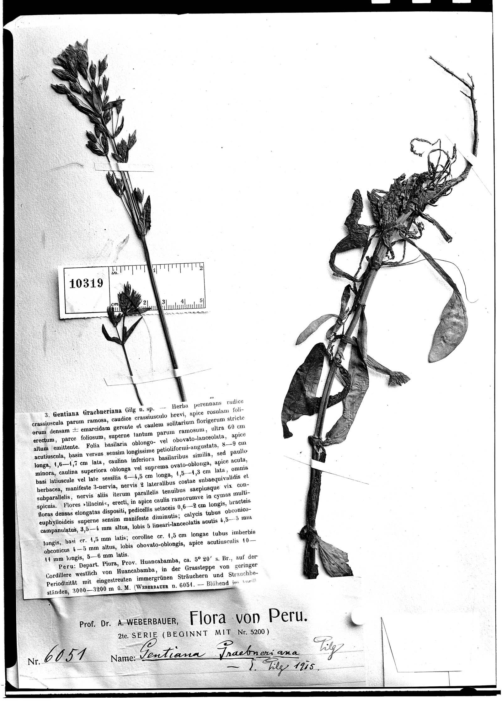 Gentianella liniflora image
