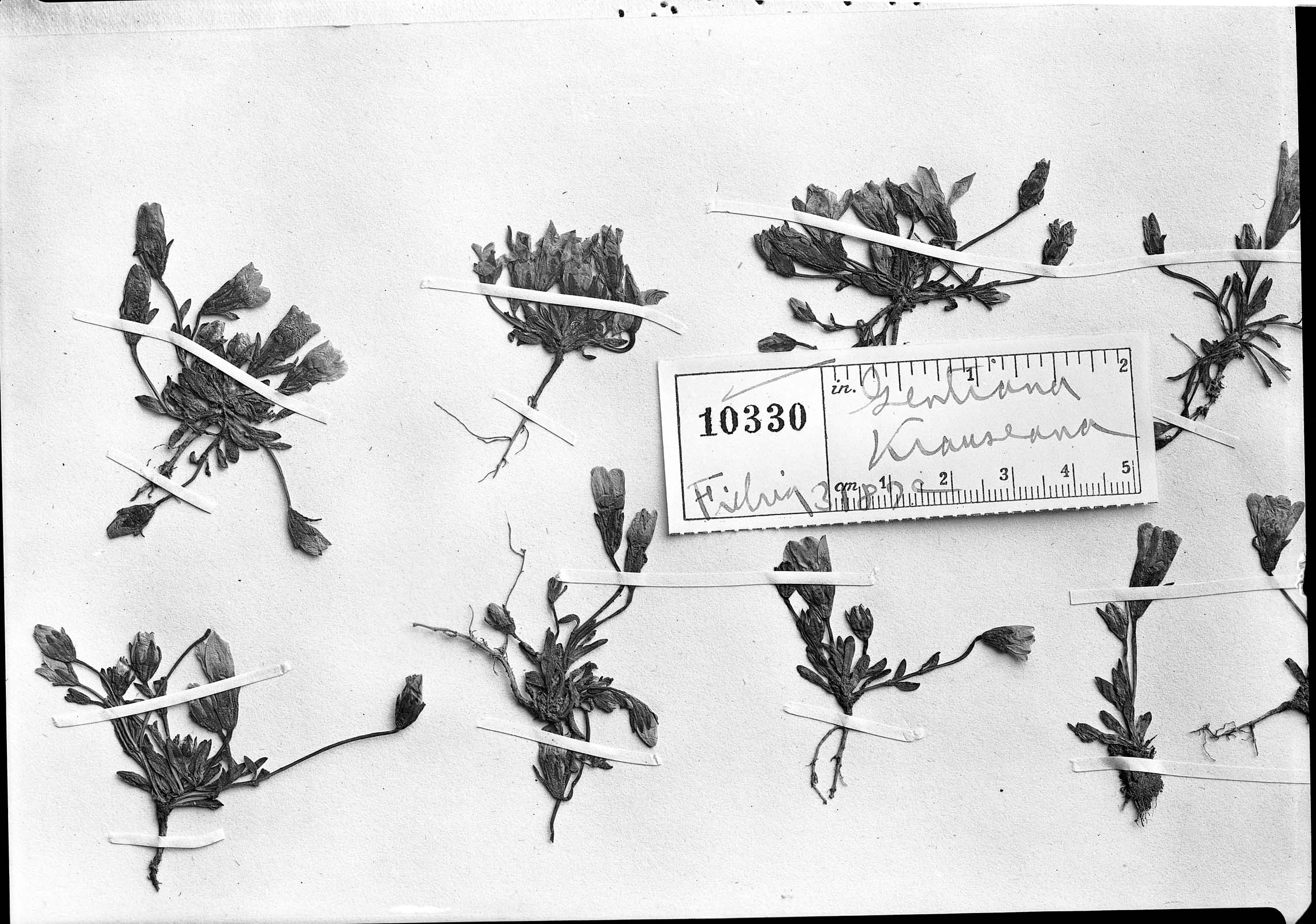 Gentianella fiebrigii image