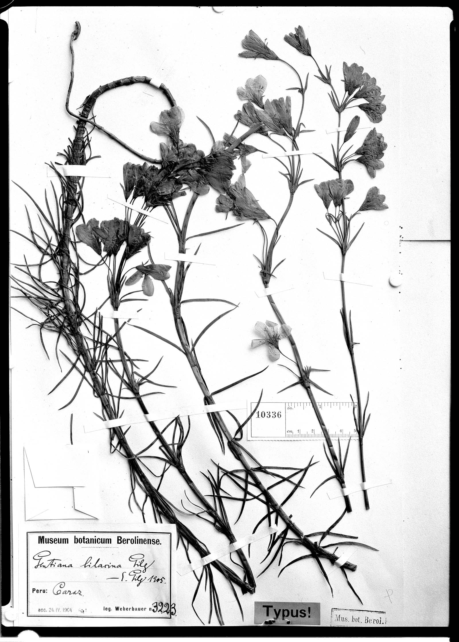 Gentianella lilacina image