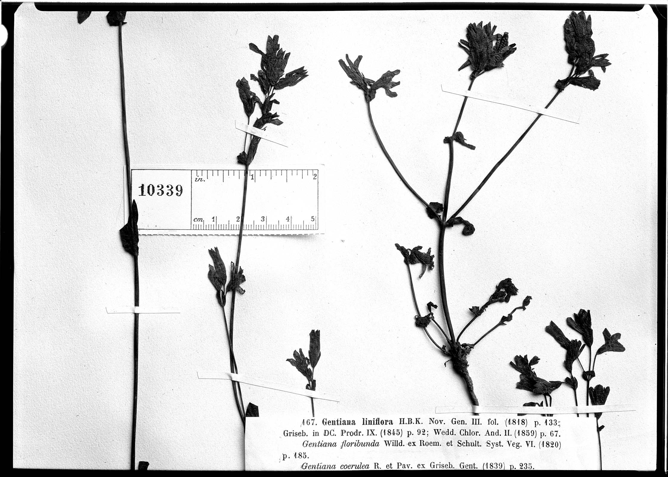Gentianella liniflora image