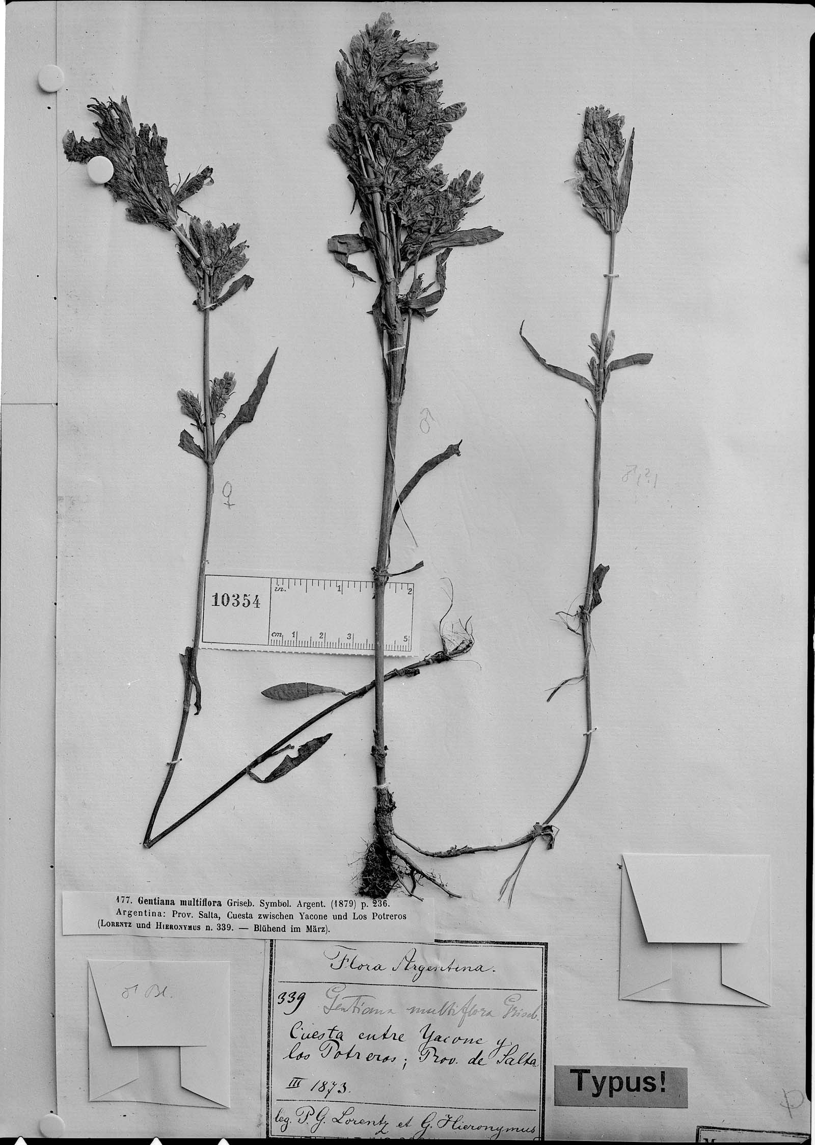 Gentianella multiflora image