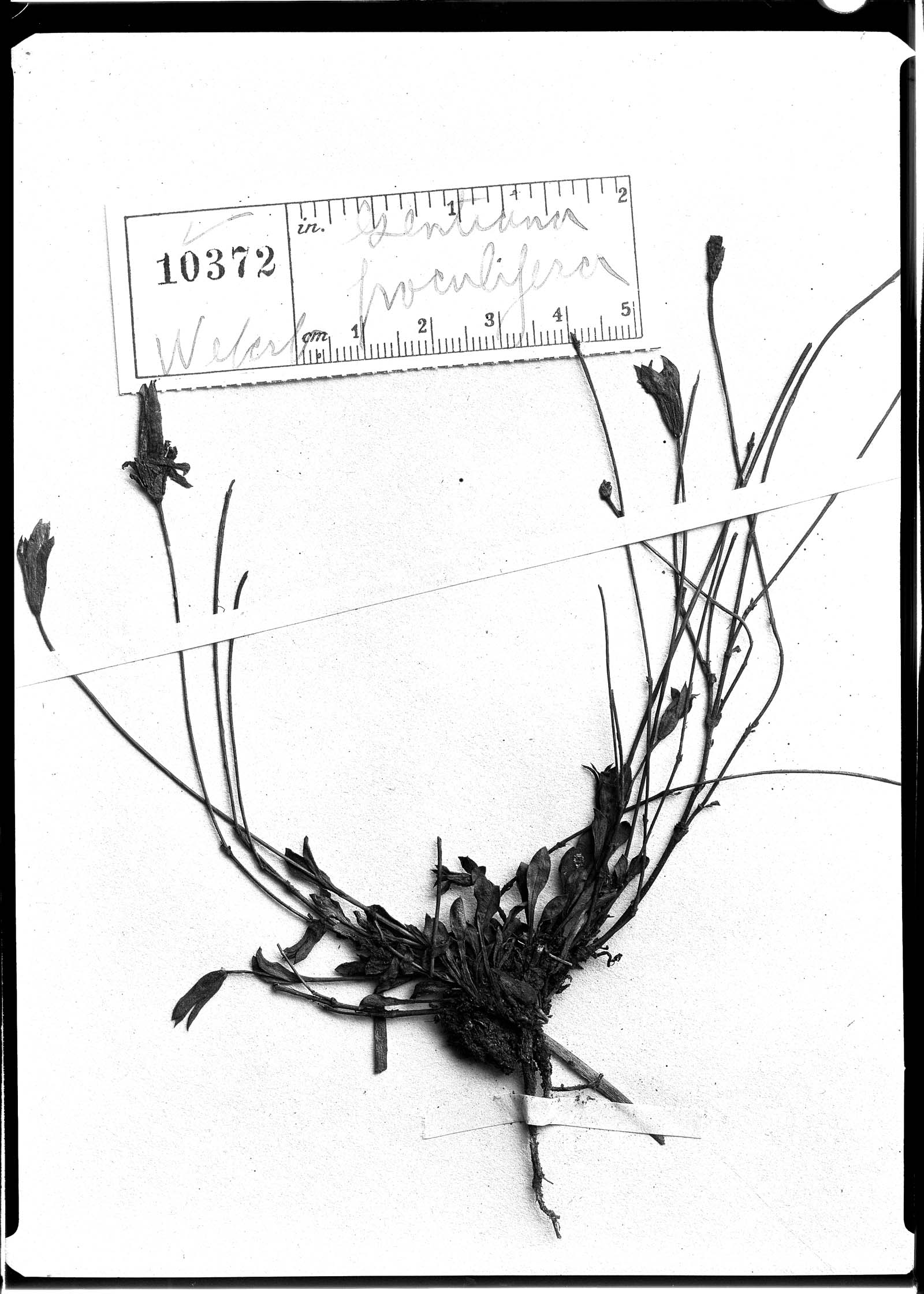 Gentianella poculifera image