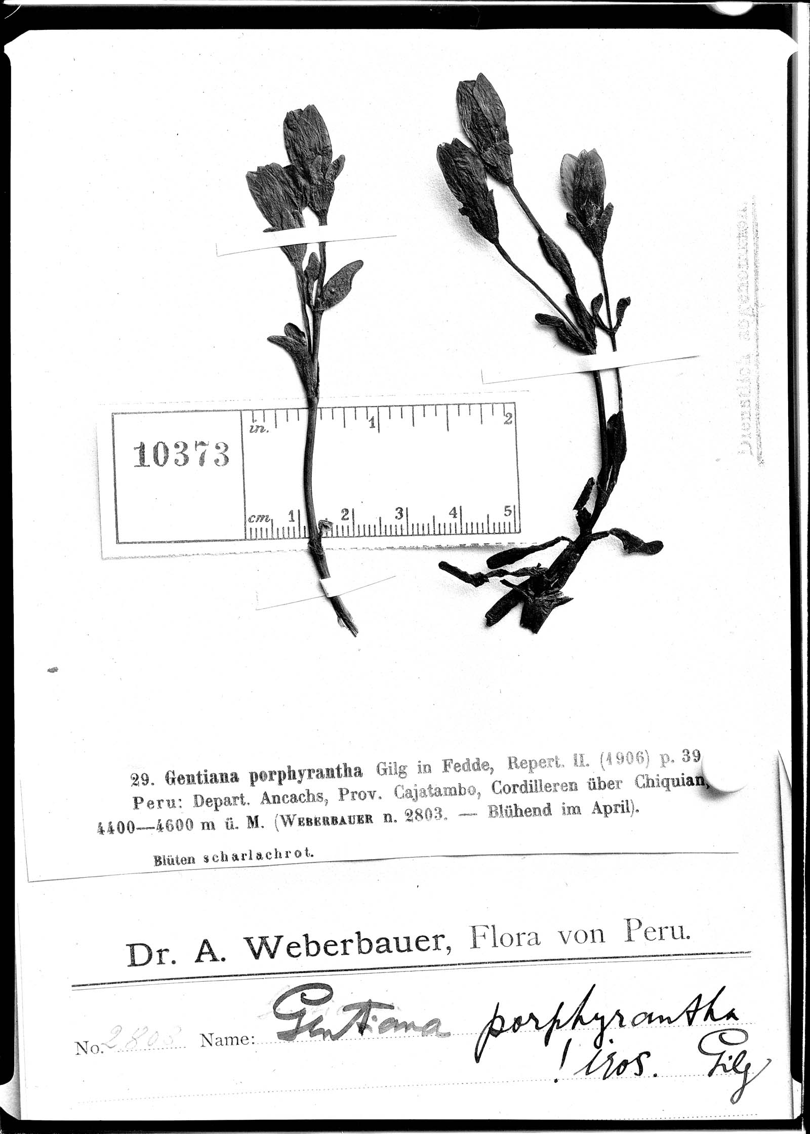 Gentiana porphyrantha image