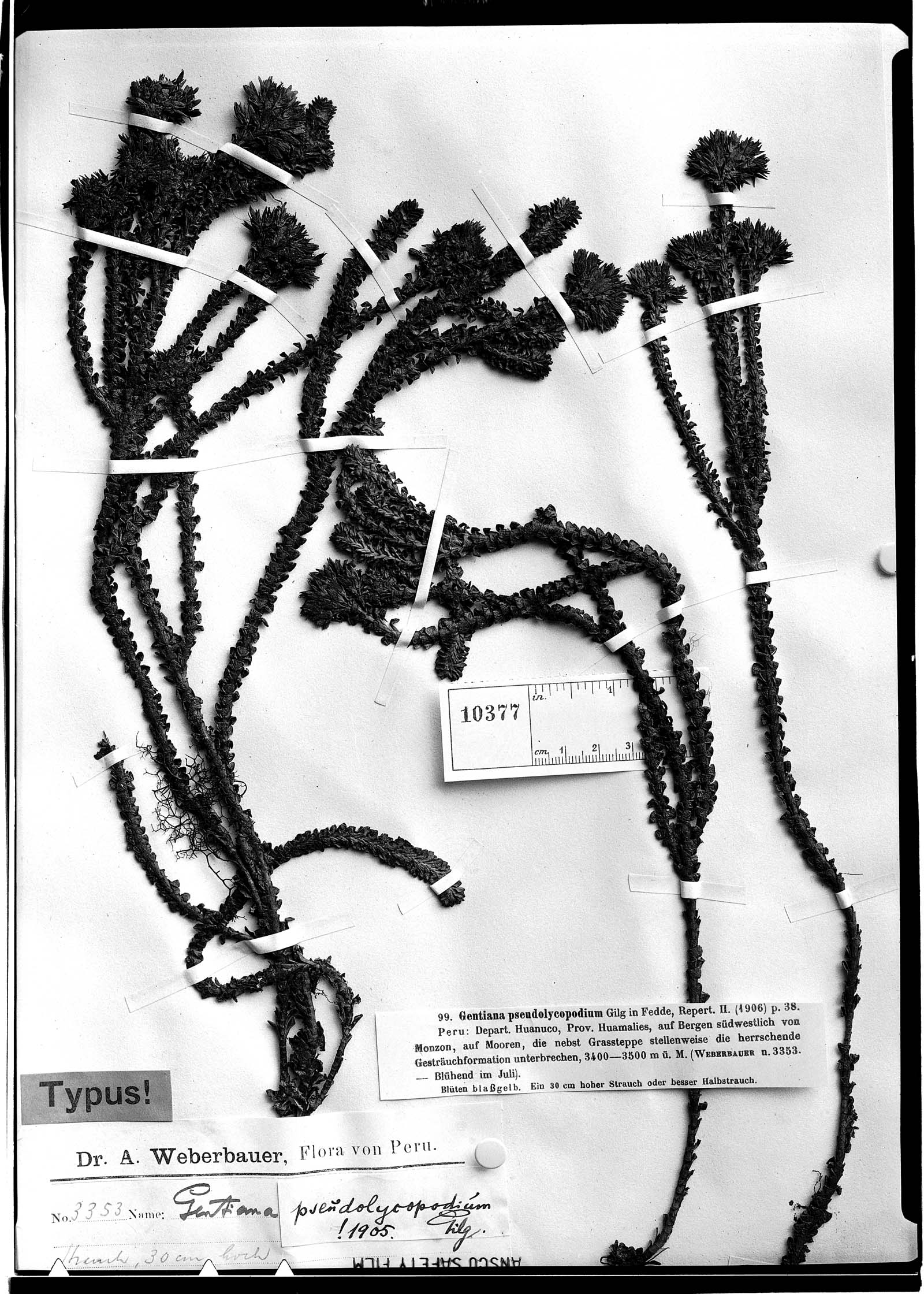Gentianella pseudolycopodium image