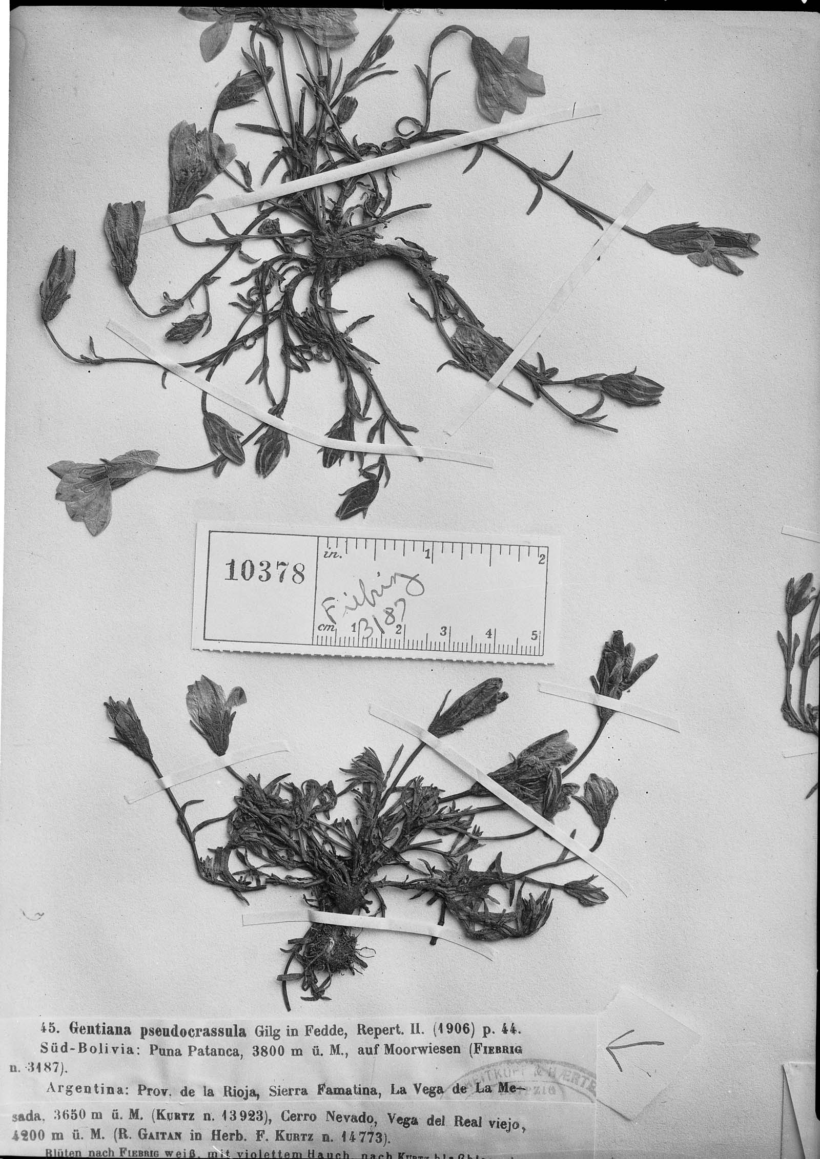 Gentianella pseudocrassula image