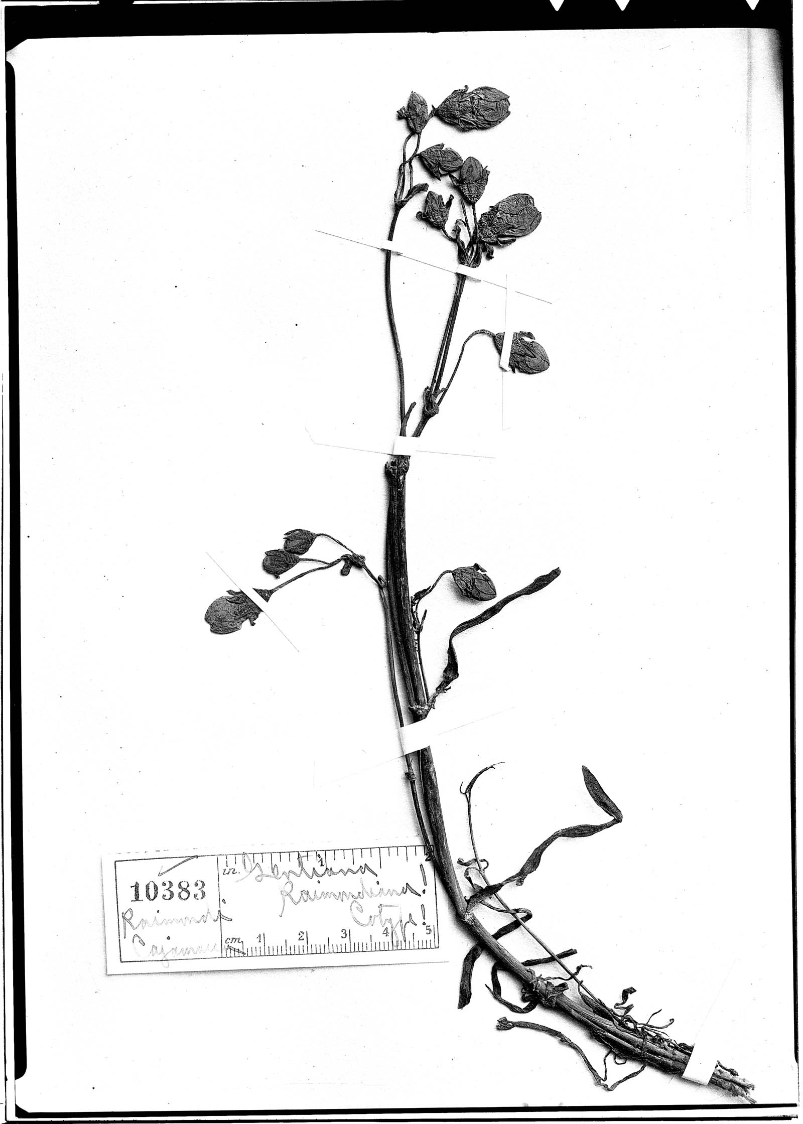 Gentianella raimondiana image