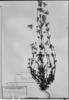 Gentianella rapunculoides image