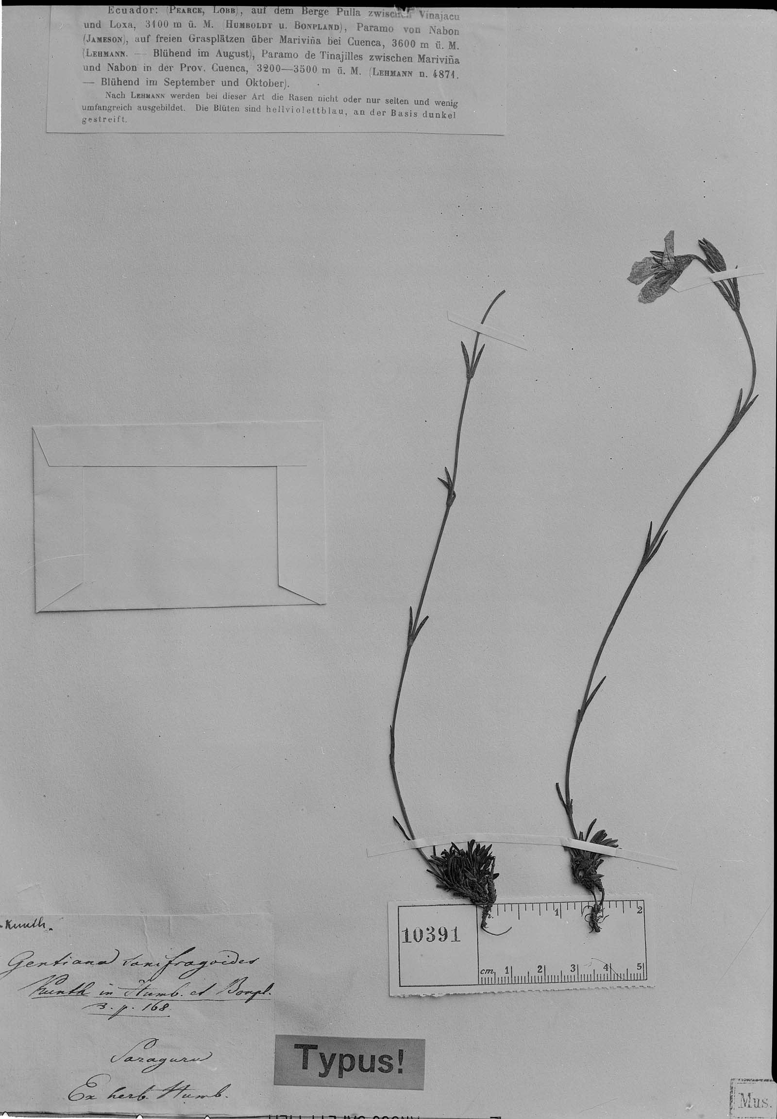 Gentianella saxifragoides image