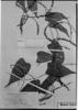 Dioscorea amazonum var. amazonum image