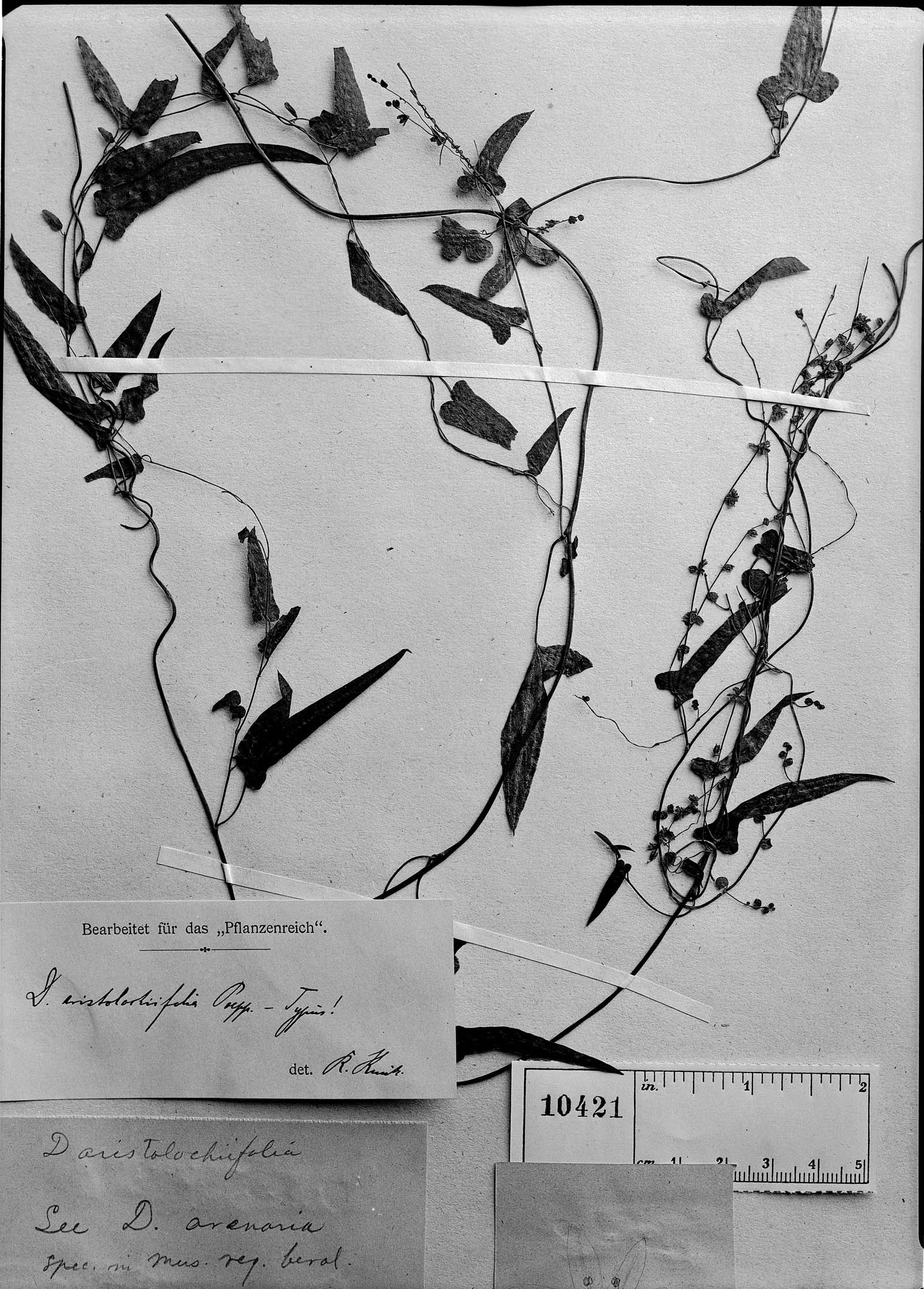 Dioscorea aristolochiaefolia image