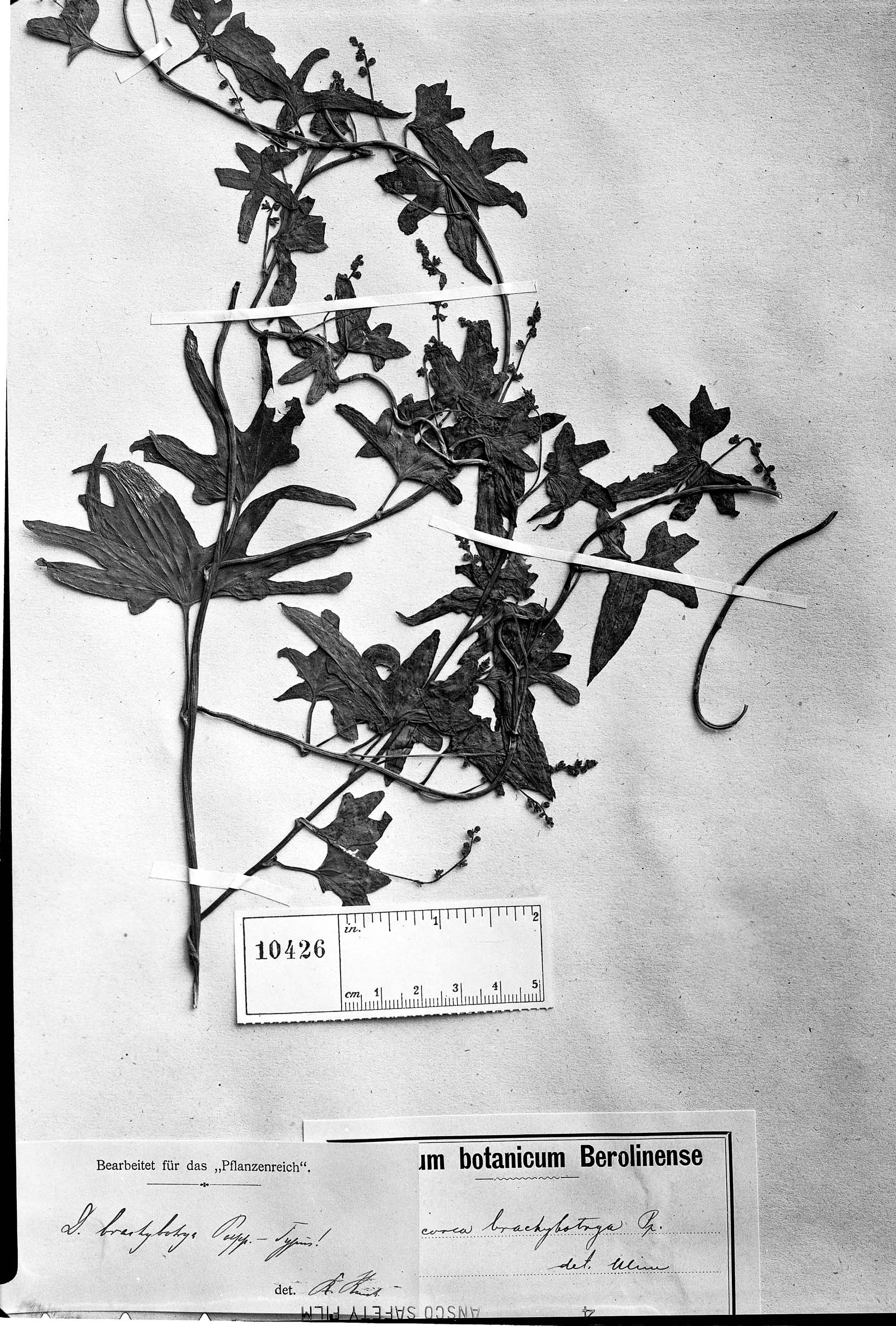 Dioscorea brachybotrya image