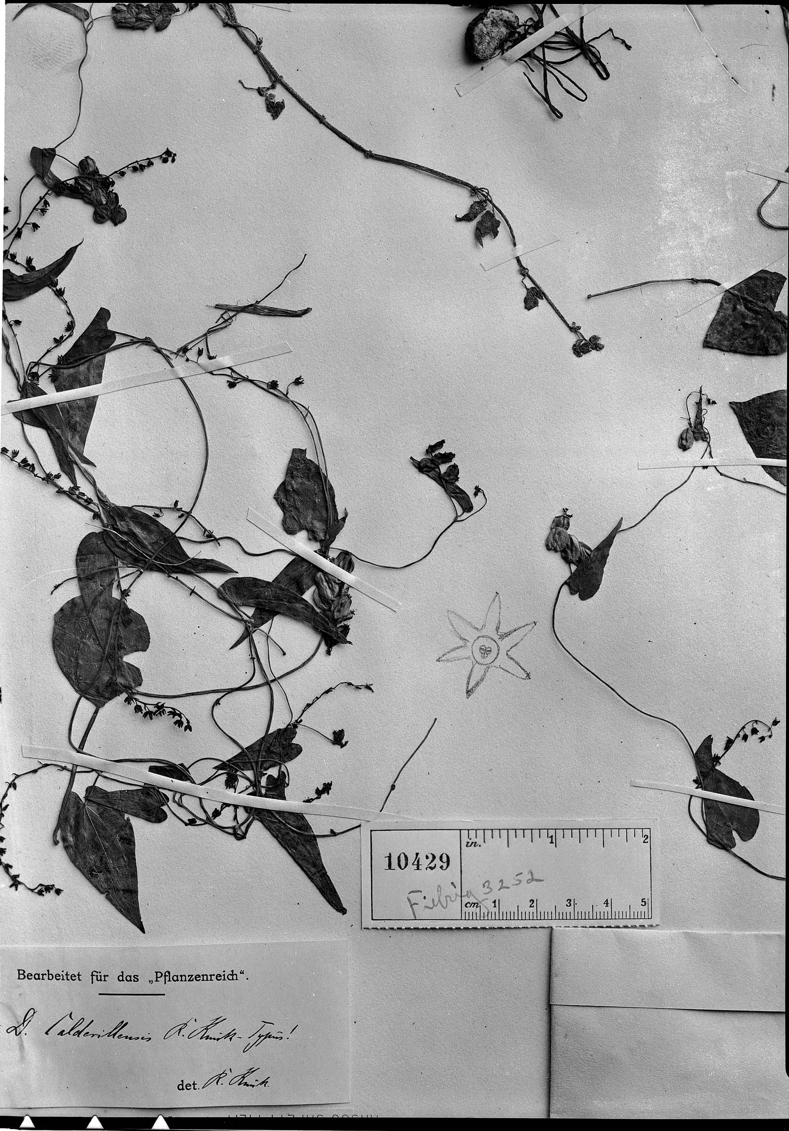 Dioscorea calderillensis image