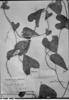 Dioscorea ceratandra image