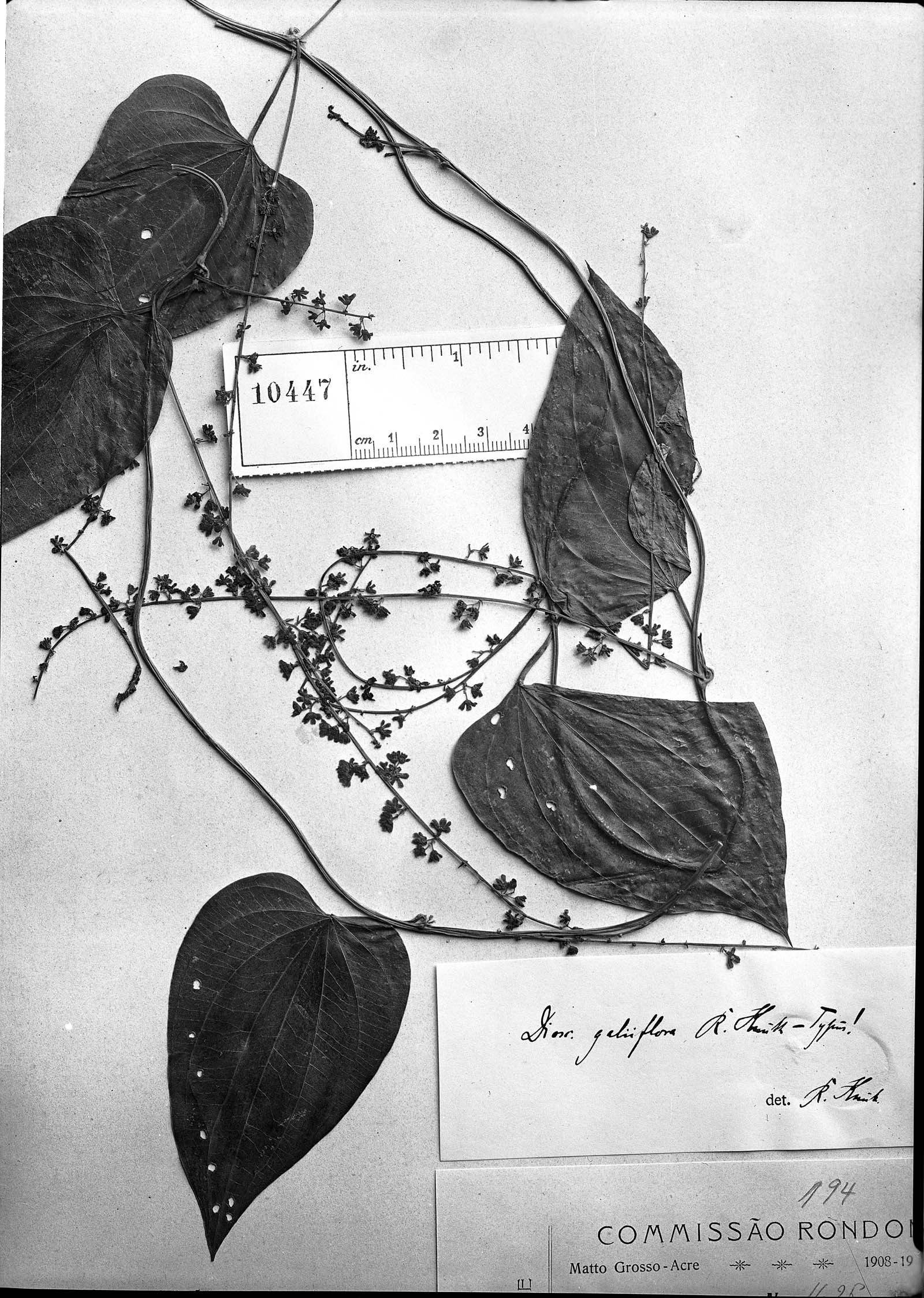 Dioscorea galiiflora image