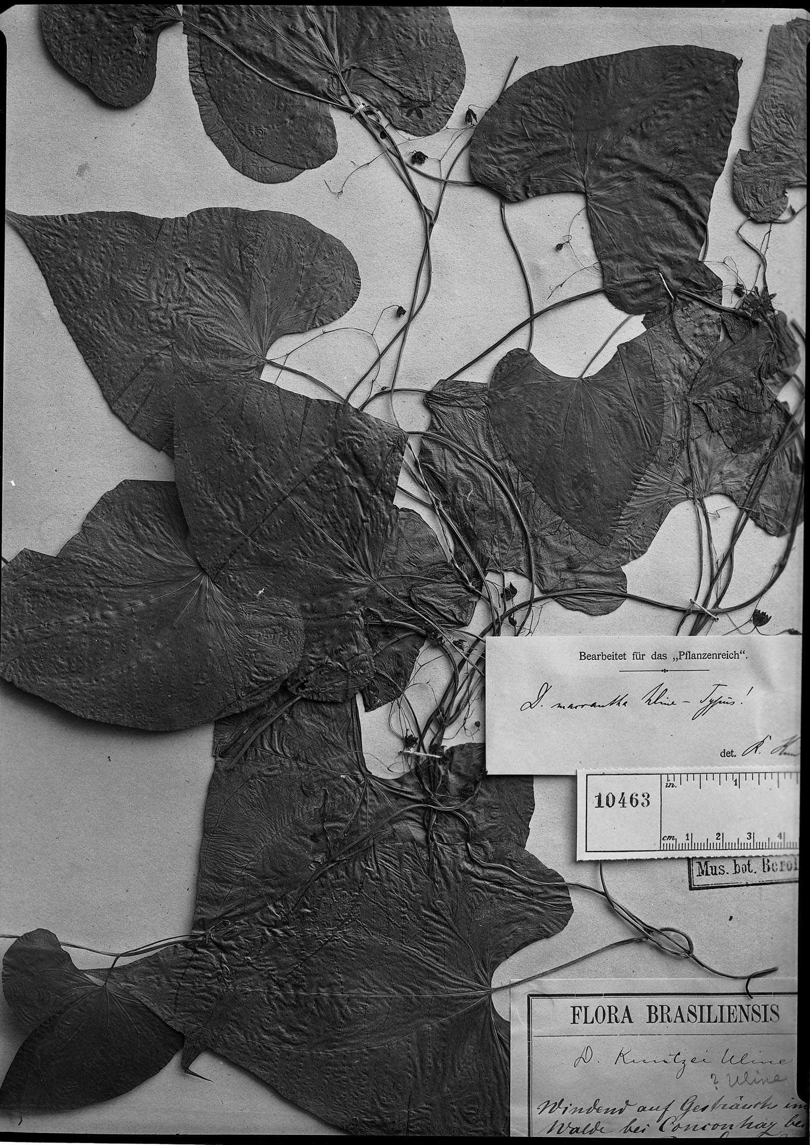 Dioscorea macrantha image