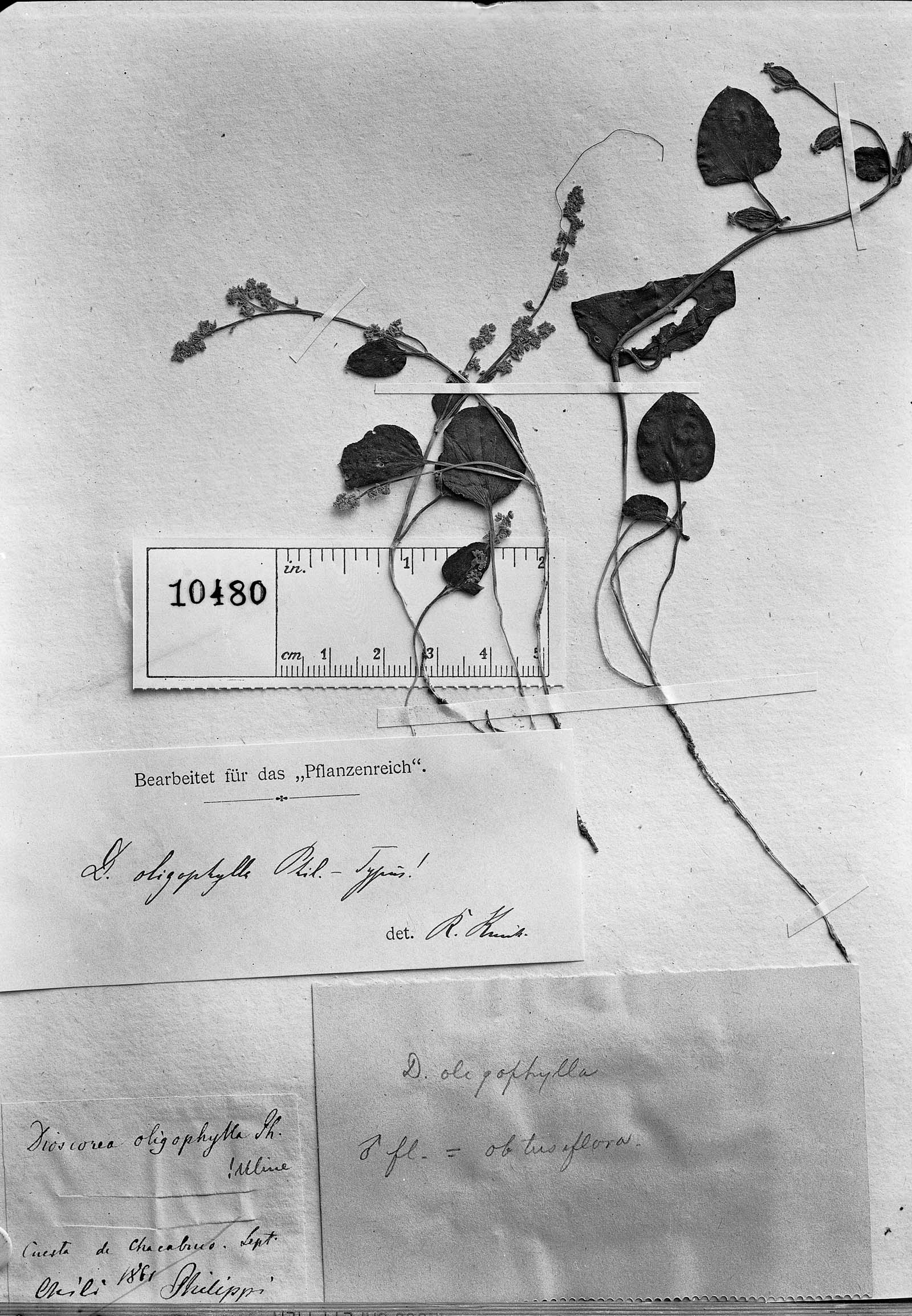 Dioscorea oligophylla image