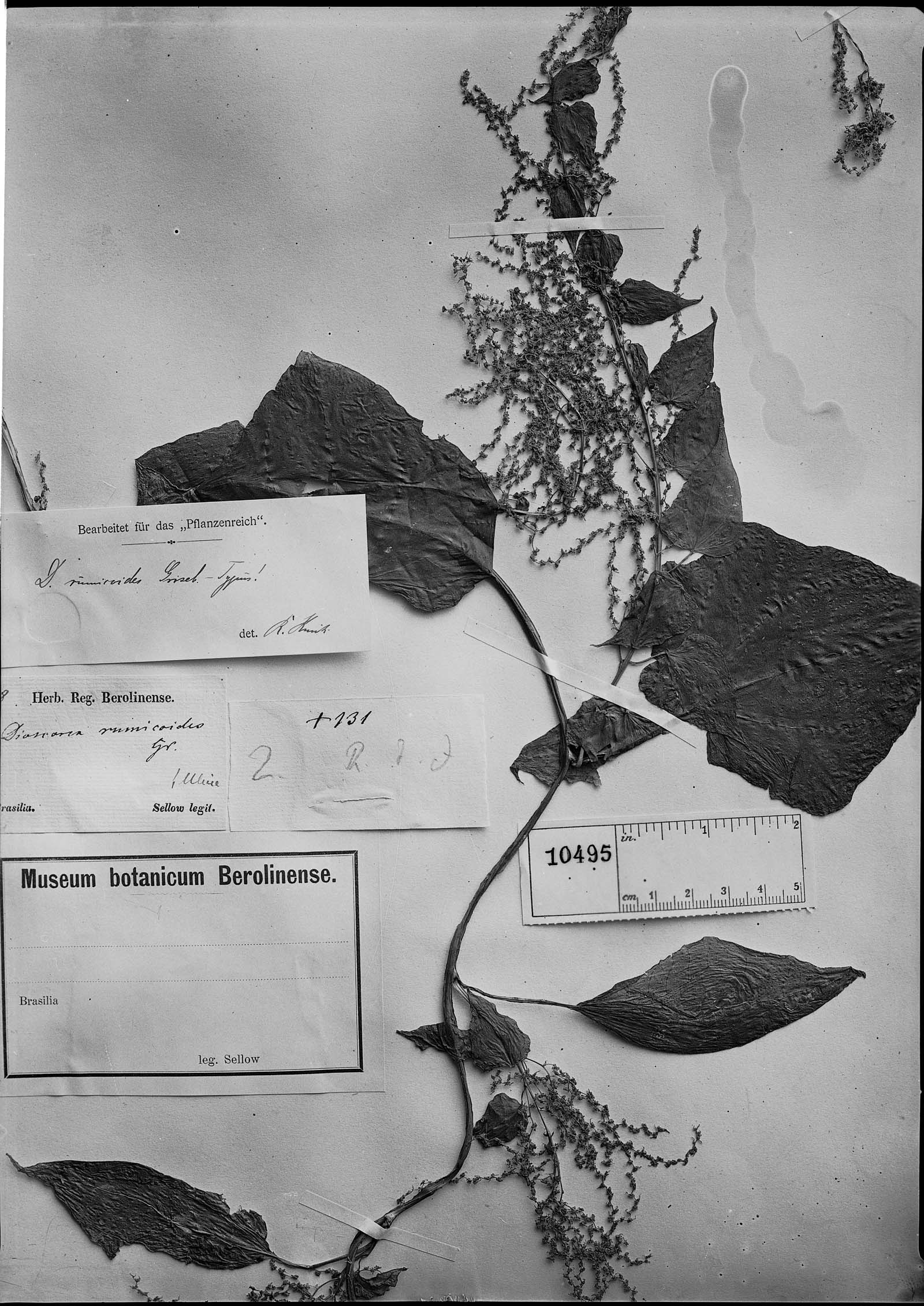 Dioscorea rumicoides image