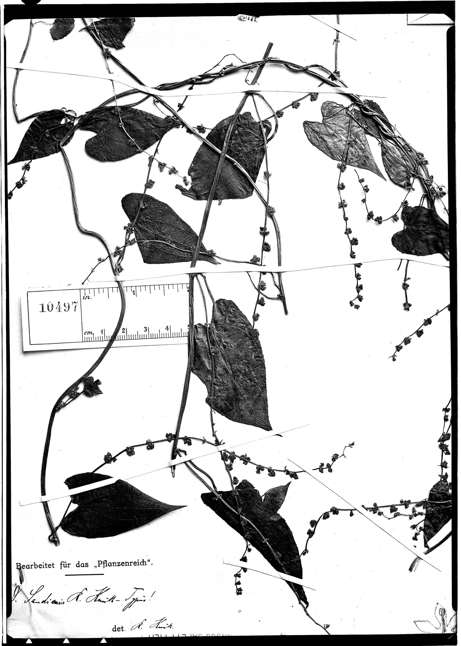 Dioscorea sandiensis image