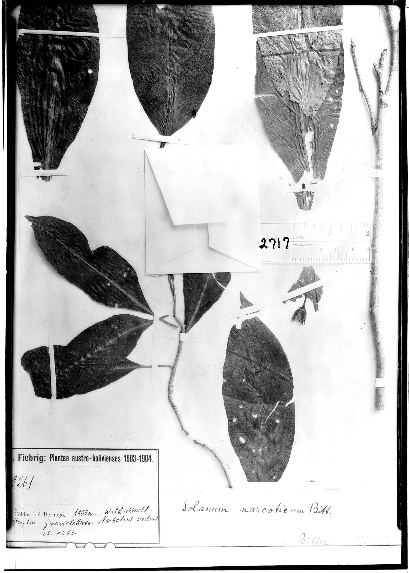 Solanum narcoticum image