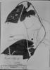 Dioscorea spectabilis image