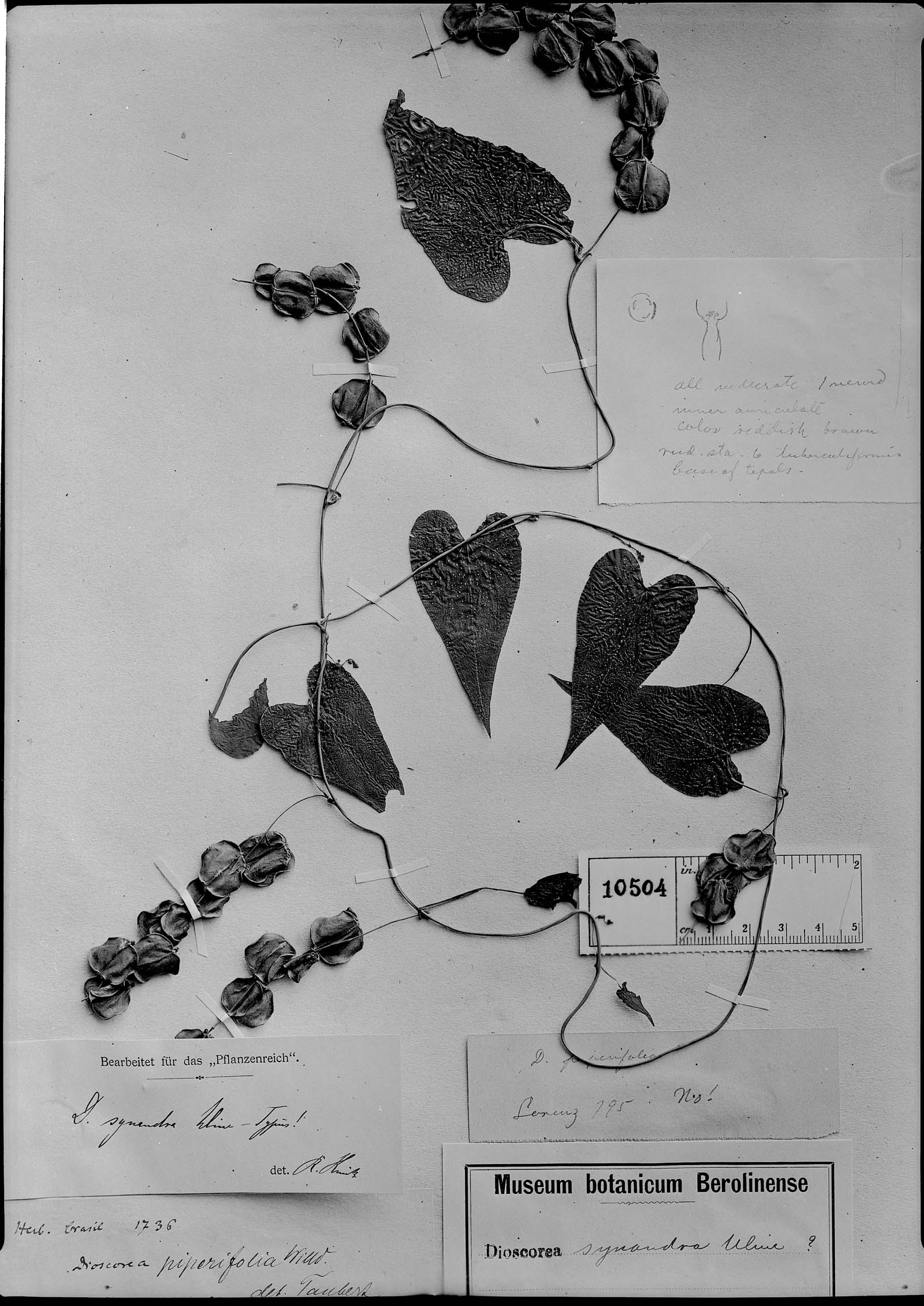 Dioscorea synandra image