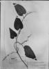 Dioscorea convolvulacea subsp. convolvulacea image