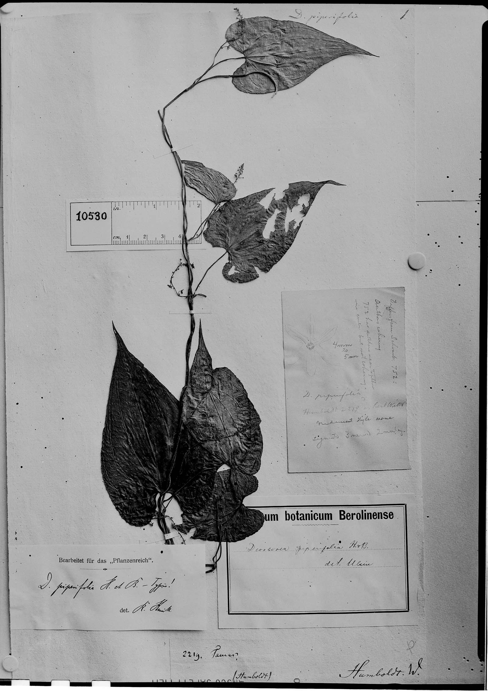 Dioscorea piperifolia image