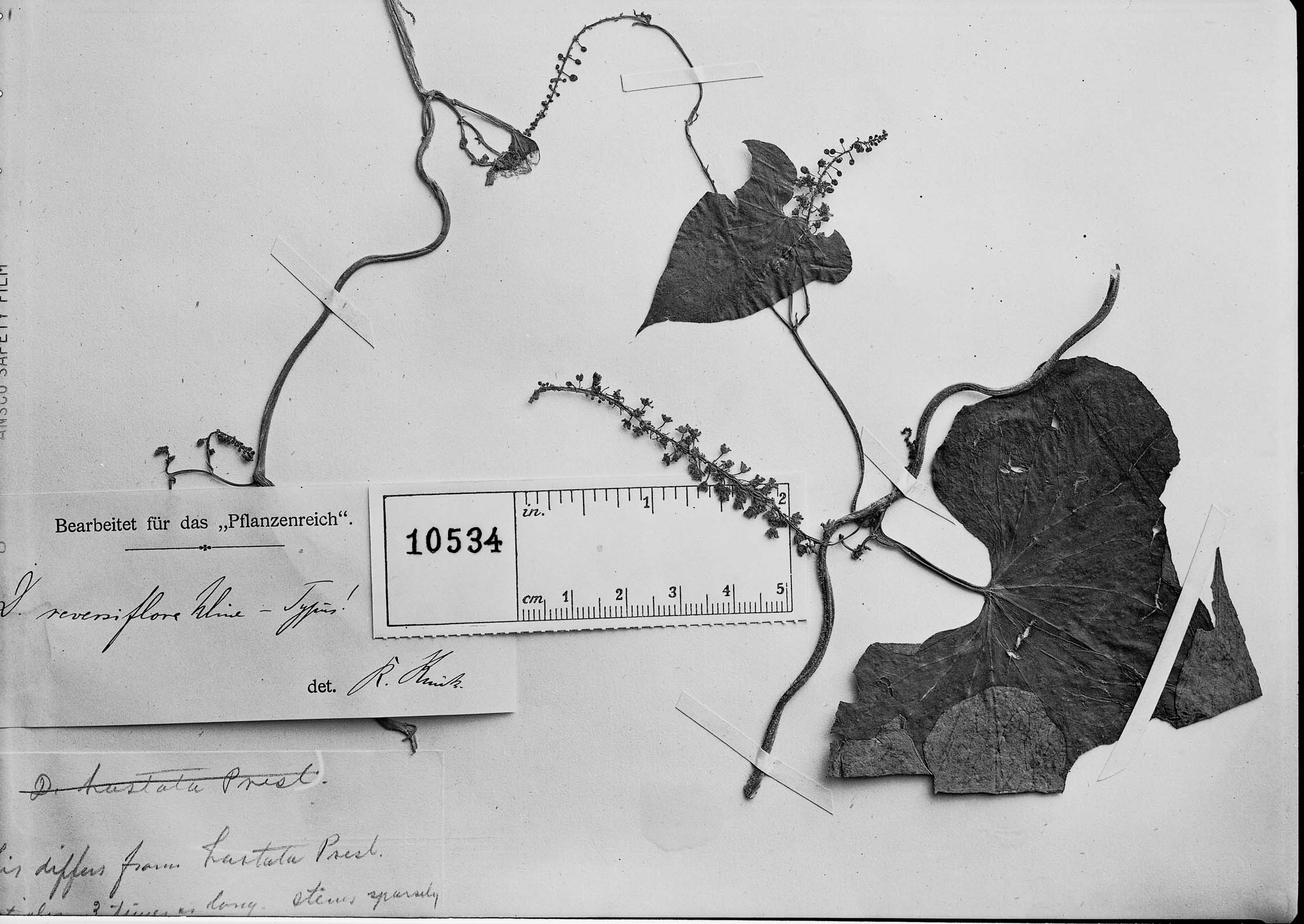 Dioscorea reversiflora image