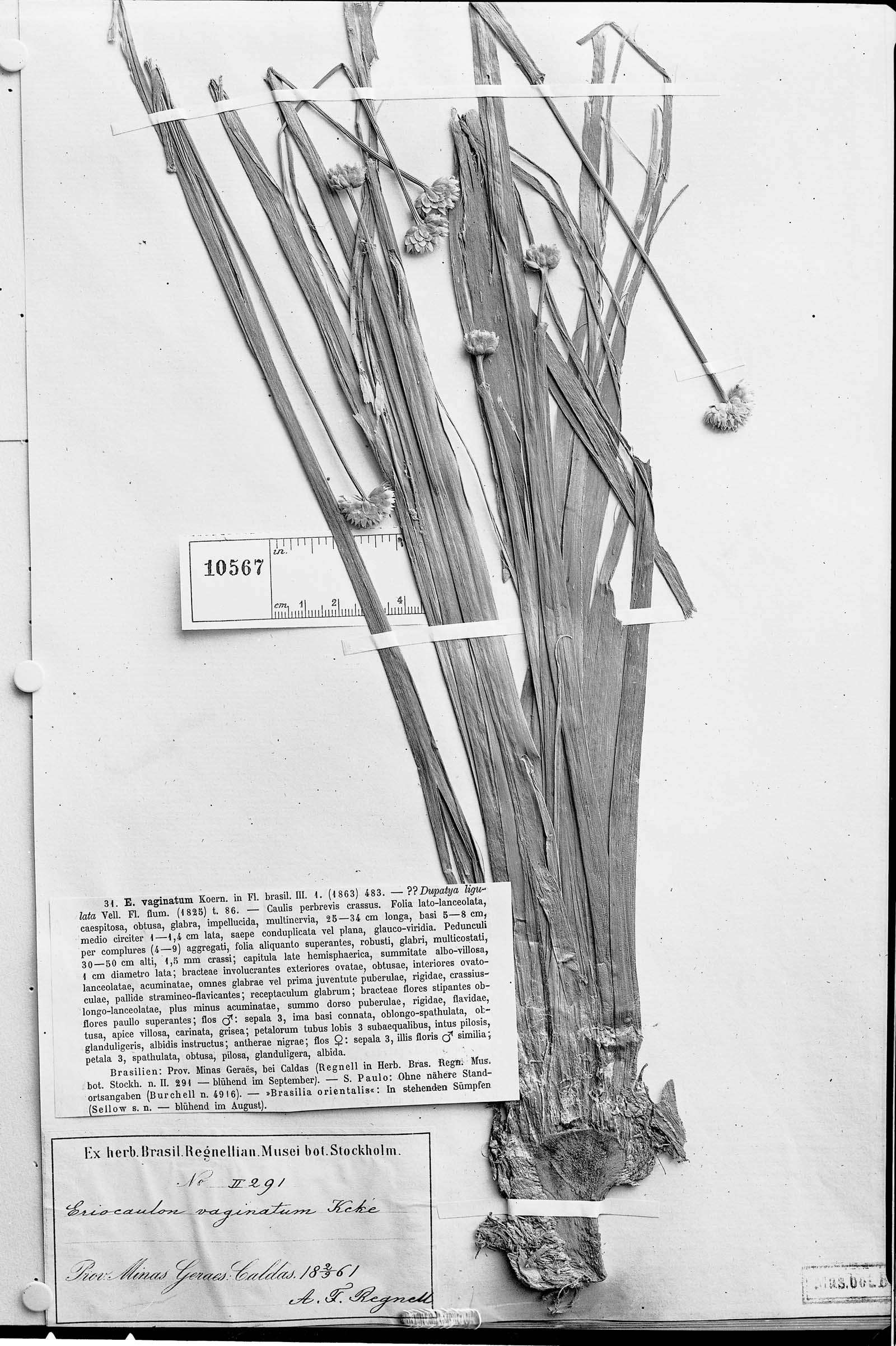 Eriocaulon ligulatum var. ligulatum image