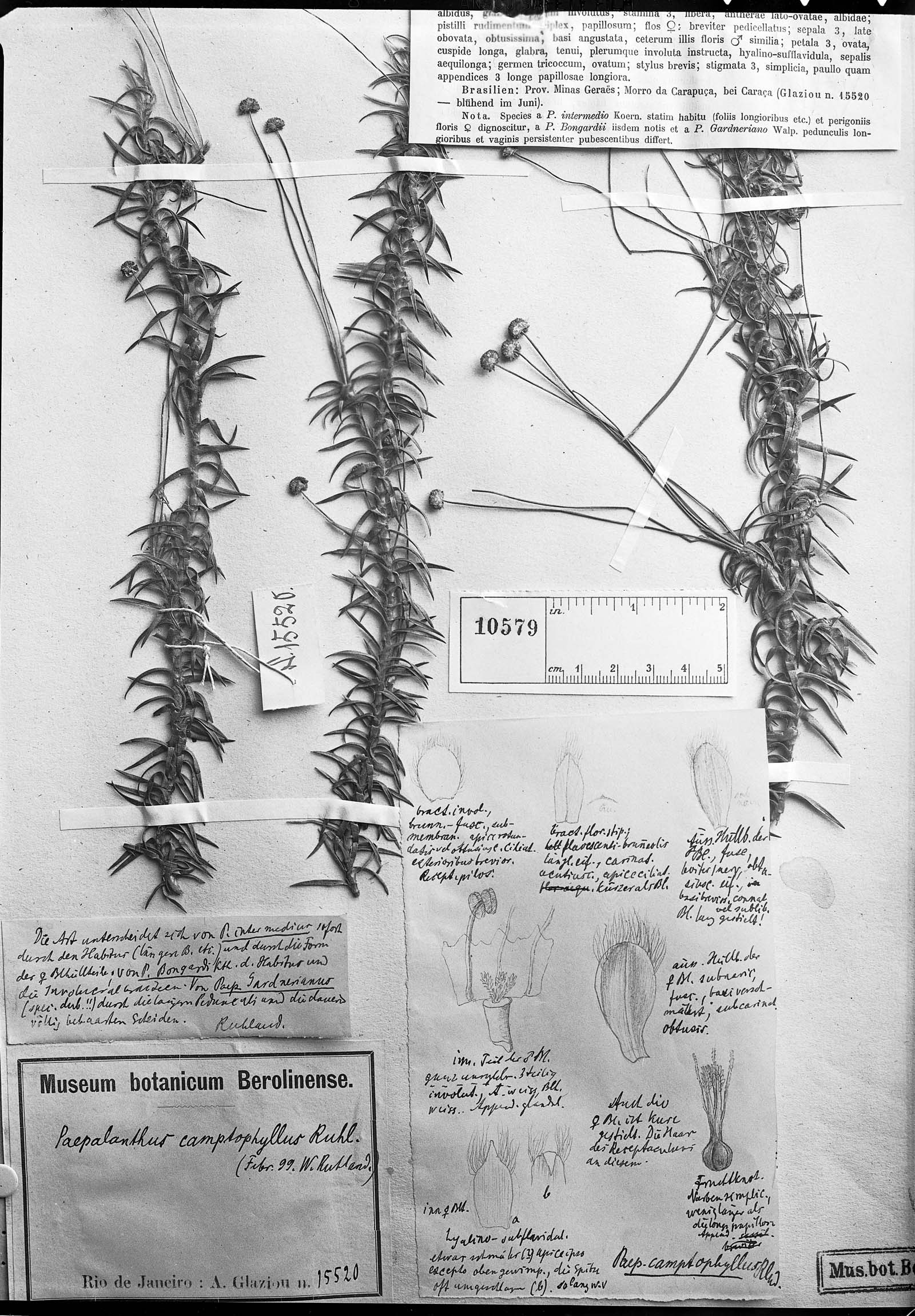 Paepalanthus camptophyllus image