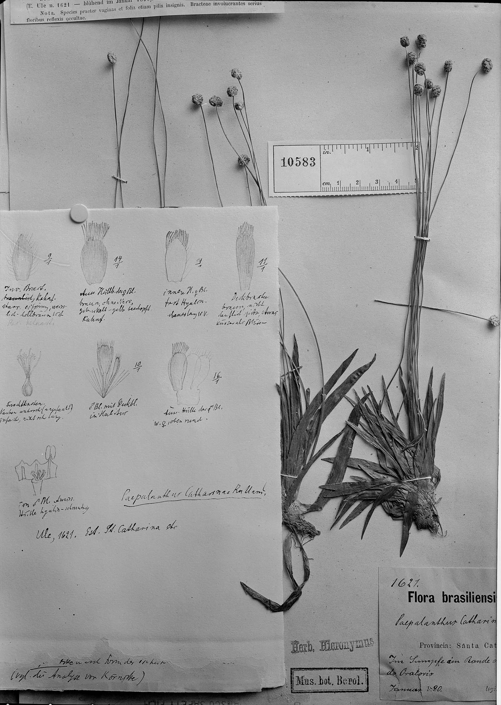 Paepalanthus catharinae image