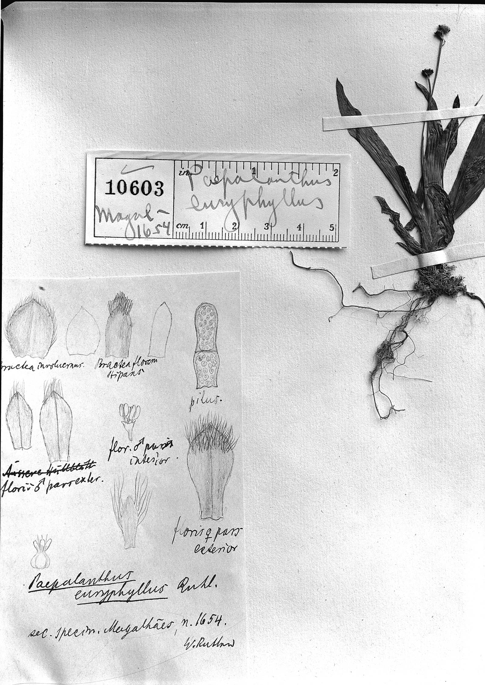 Paepalanthus macaheensis image