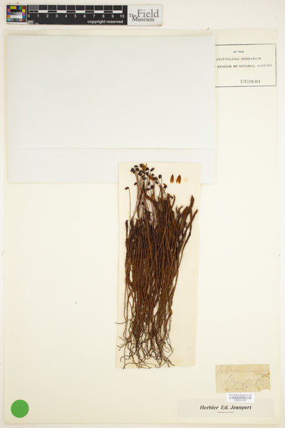 Polytrichum commune image