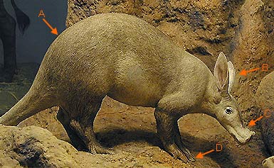 Image of General 2 6a for Mammals of Tanzania identification key