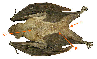 Image of Chiro Mega 2 5b for Mammals of Tanzania identification key