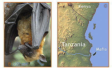 Image of Pteropus 2 1b for Mammals of Tanzania identification key