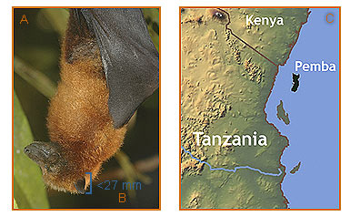 Image of Pteropus 2 1a for Mammals of Tanzania identification key