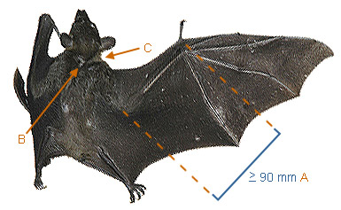 Image of Rousettus 2 1a for Mammals of Tanzania identification key