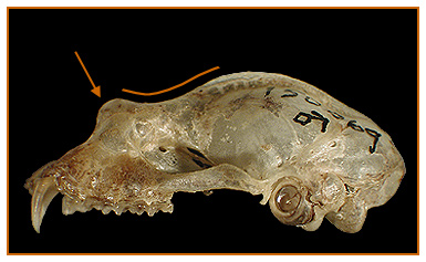Image of Rhinolophus 2 5a for Mammals of Tanzania identification key