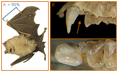 Image of Rhinolophus 2 3b for Mammals of Tanzania identification key