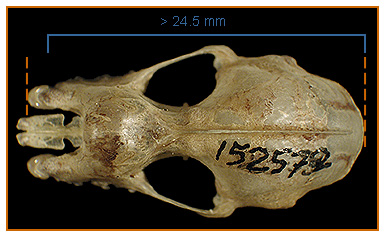 Image of Rhinolophus 2 4a for Mammals of Tanzania identification key